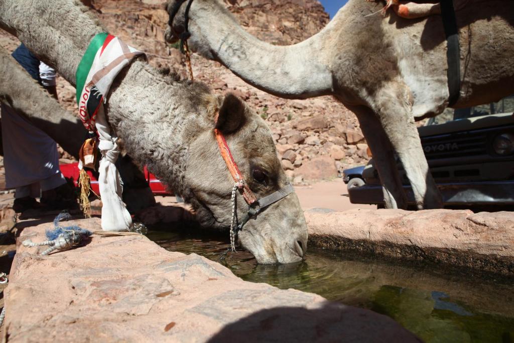 Bedouin Expedition 瓦迪拉姆 外观 照片