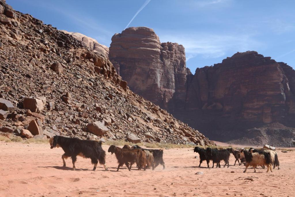 Bedouin Expedition 瓦迪拉姆 外观 照片