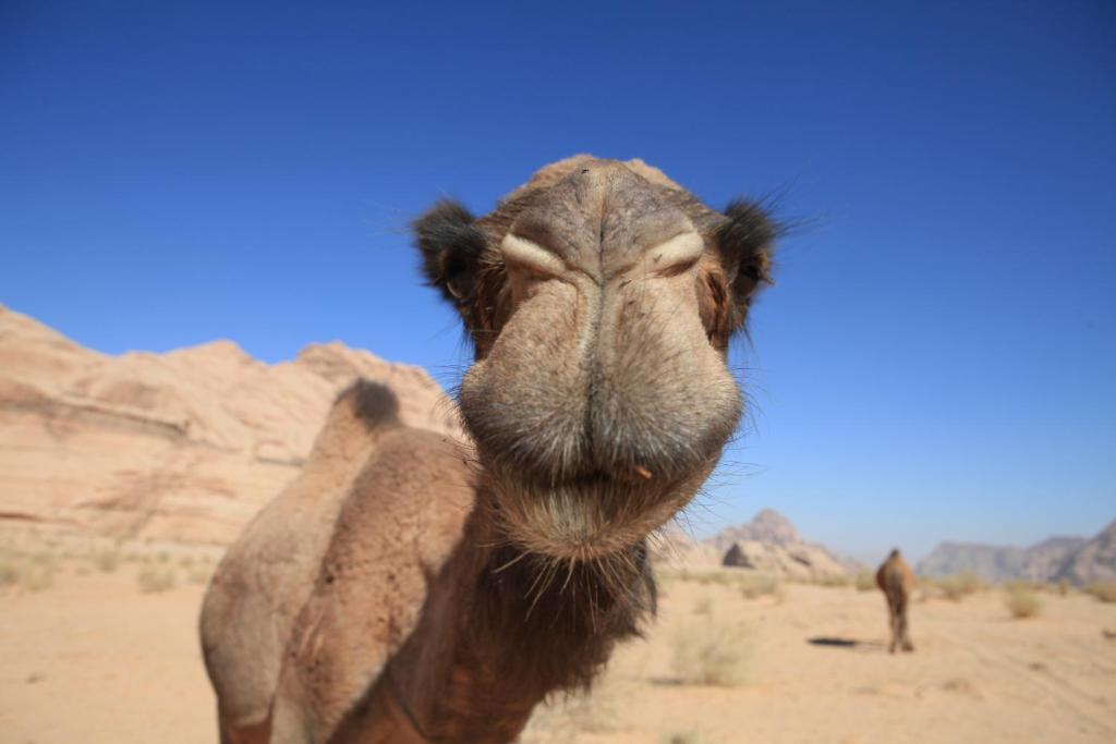 Bedouin Expedition 瓦迪拉姆 外观 照片
