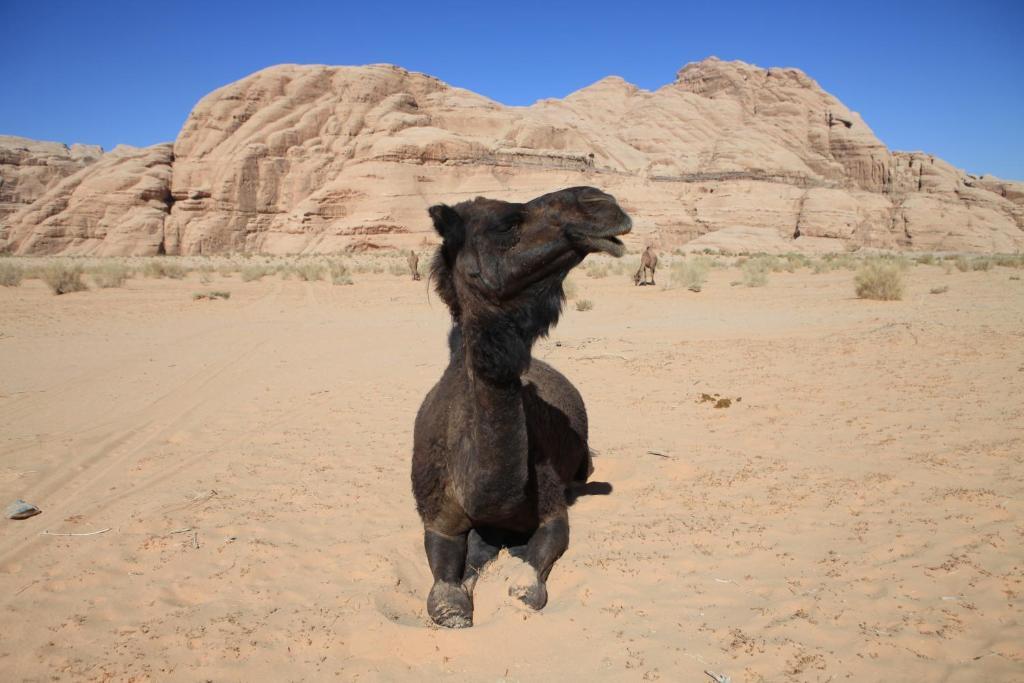 Bedouin Expedition 瓦迪拉姆 外观 照片