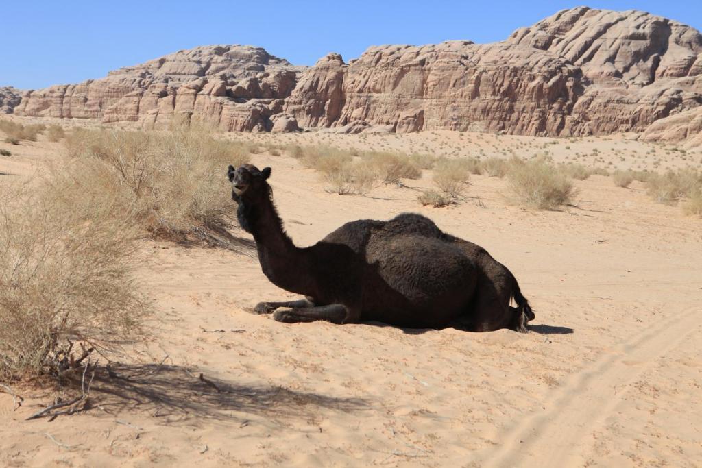 Bedouin Expedition 瓦迪拉姆 外观 照片